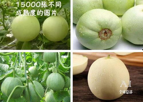 吃瓜--大赛每日芋圆呀呀吃瓜 抖音热门大瓜