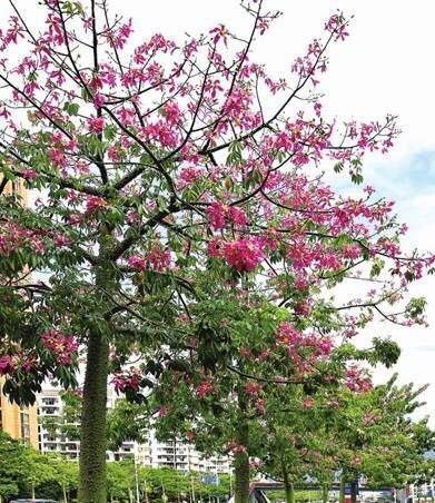 探花美女哭了,揭秘背后的感人故事