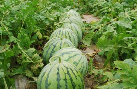 网红大瓜在哪找,揭秘热门事件背后的秘密聚集地